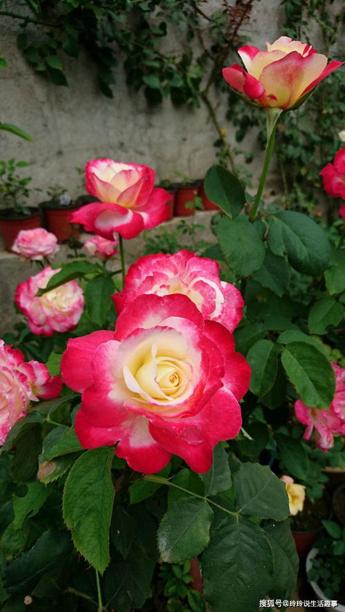 賞花何必獨牡丹？精品月季“紅雙喜”，花中皇后更勝芳